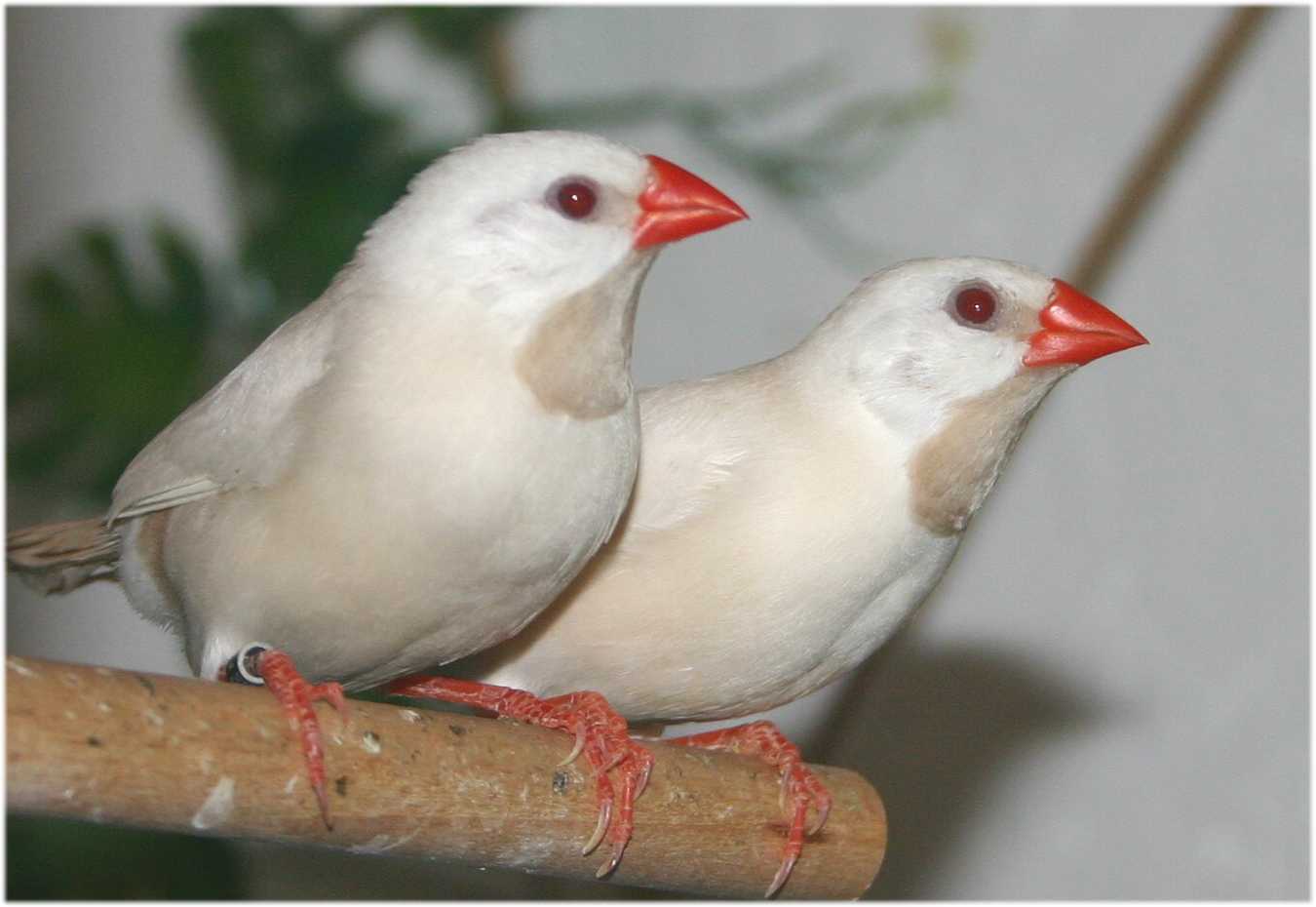 Die beiden M�dels in falbe zur Verst�rkung der Spitzschwanzamadinen